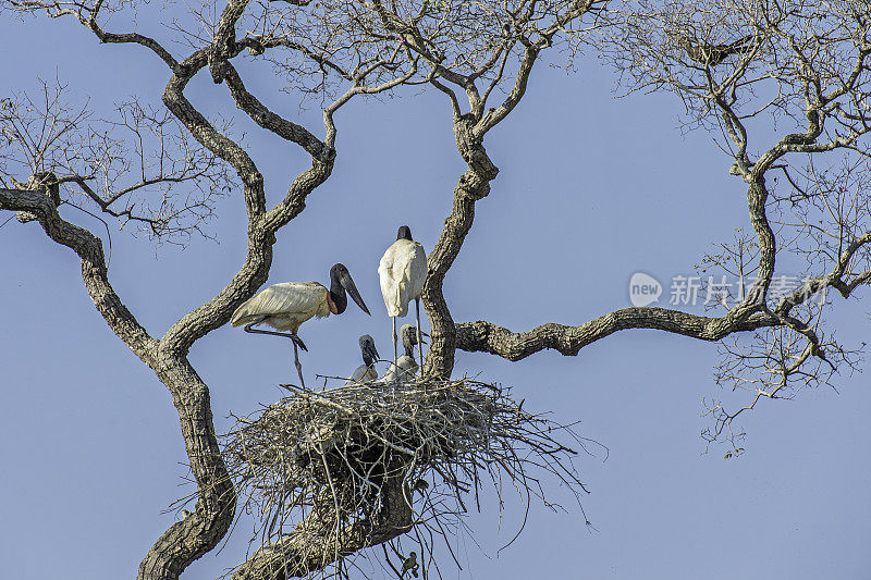 Jabiru, Jabiru菌属，是一种发现于美洲的大型彩色鹳。发现于巴西潘塔纳尔湿地。窝小鸡。